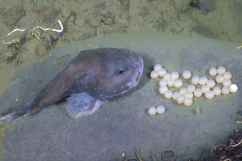 Brooding blob sculpin in the Canadian Arctic — MBARI Annual Report: 2017