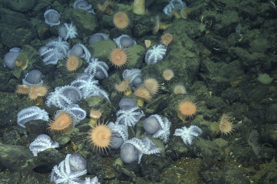 Photo: annualreport.mbari.org Giant Octopus Nursery Discovered Off California Coast