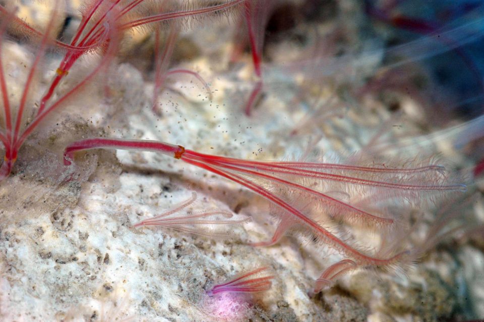 Uncovering a world of boneeating worms on the seafloor — MBARI Annual