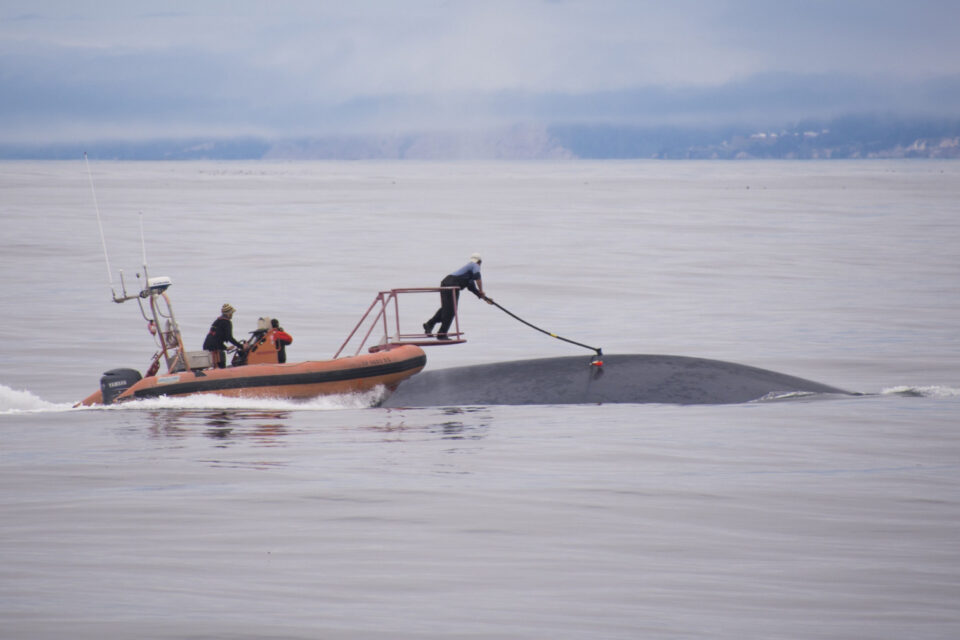 Listening and learning from blue whale songs — MBARI Annual Report