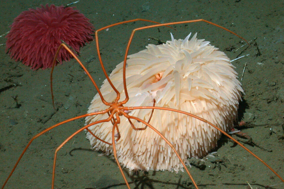 Giant sea spiders — MBARI Annual Report 2019